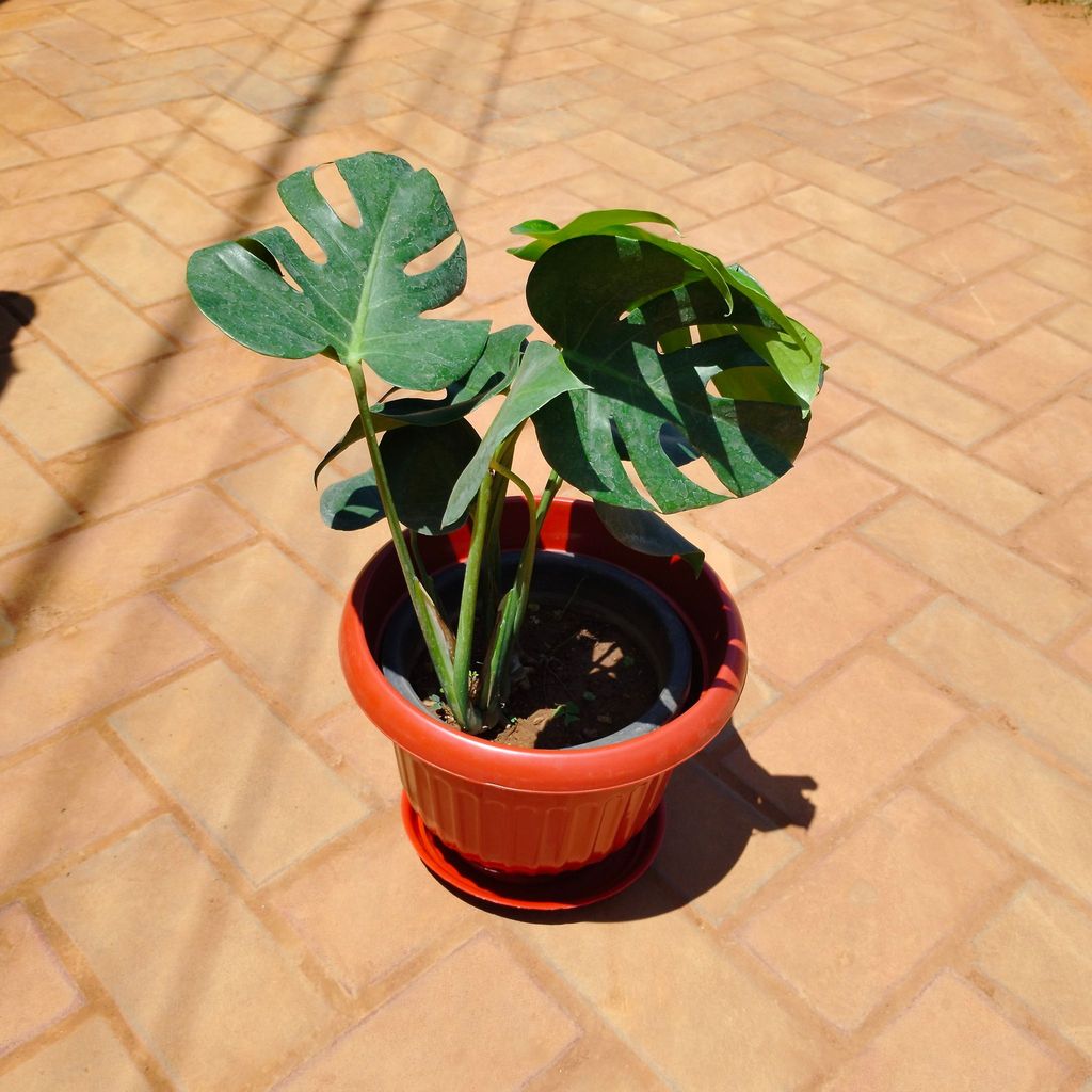 Buy Monstera Deliciosa in 10 Inch Terracotta Red Premium Olive Plastic Pot with Tray Online | Urvann.com Monstera Deliciosa in 10 Inch Terracotta Red Premium Olive Plastic Pot with Tray