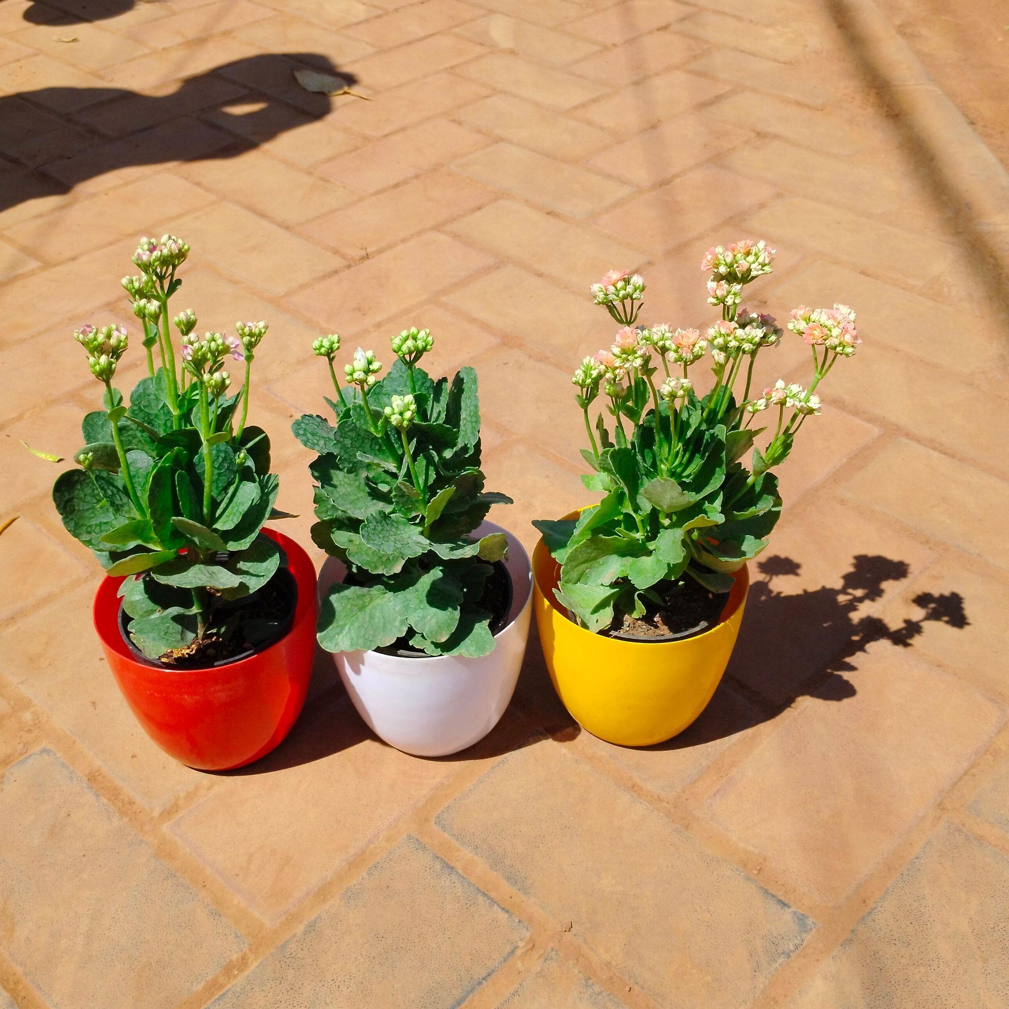 Set of 3 - Kalanchoe Succulent (any colour) in 6 Inch Premium Orchid Round Plastic Pot (any colour)