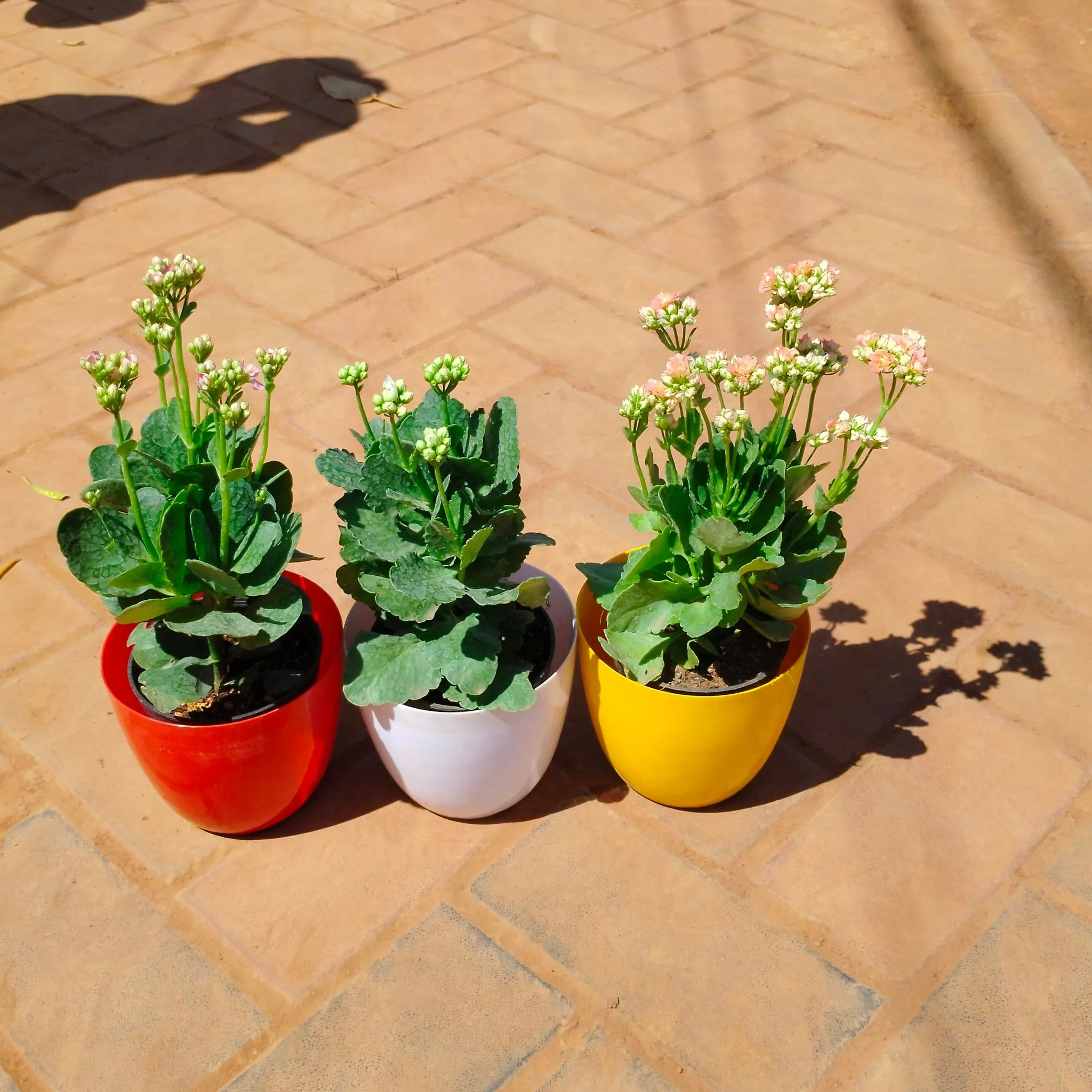 Set of 3 - Kalanchoe Succulent (any colour) in 6 Inch Premium Orchid Round Plastic Pot (any colour)