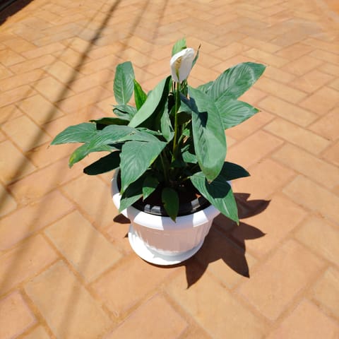 Peace Lily White in 10 Inch White Olive Plastic Pot with Tray