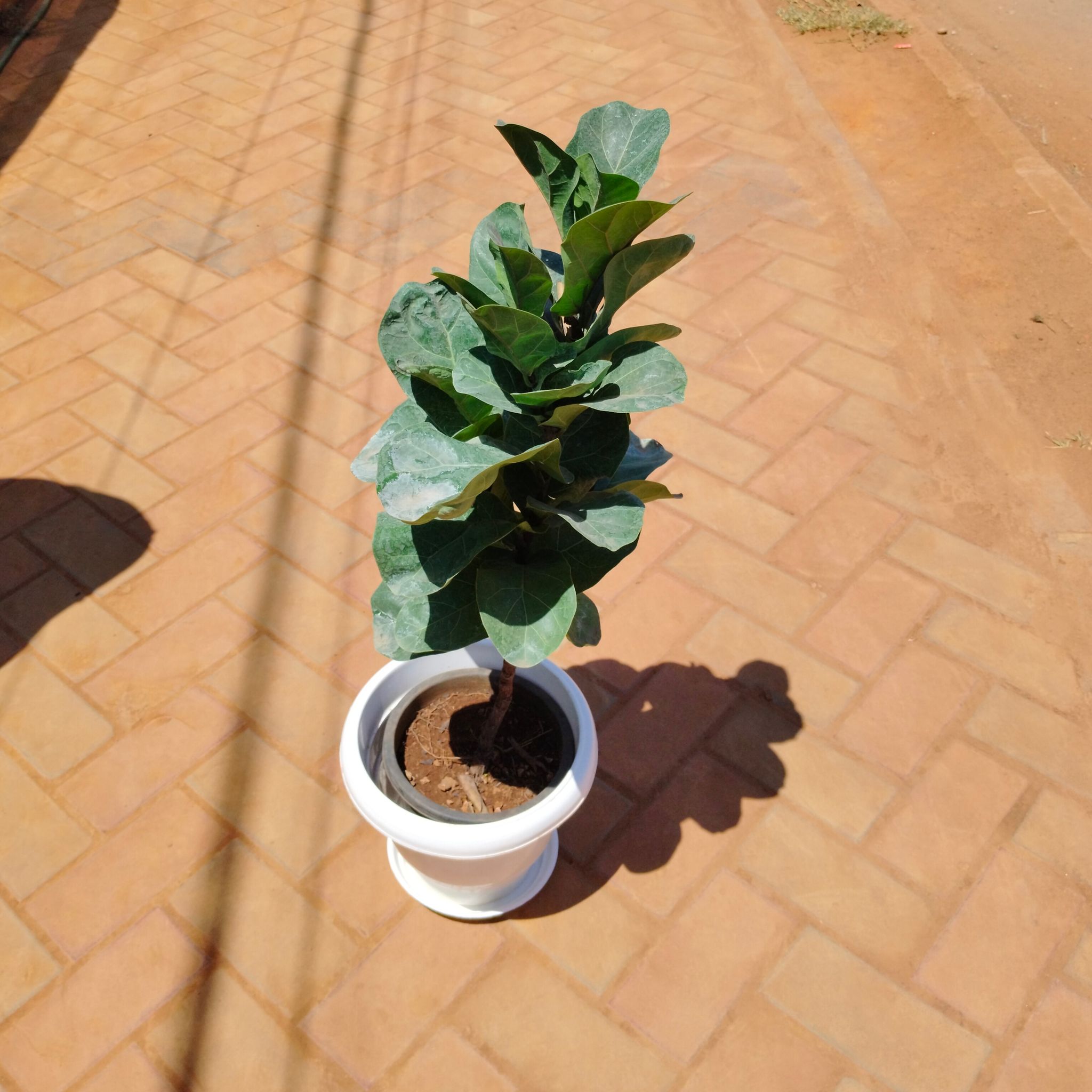 Fiddle Leaf Fig / Ficus Lyrata (~ 3 Ft) in 8 Inch Classy White Plastic Pot with Tray