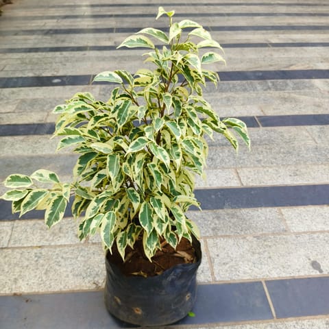 Ficus Starlight in 6 Inch Live Plant Nursery Bag