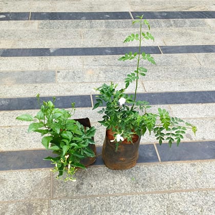 Buy Nitya Malge & Jagi Malge / Jasmine in 5 inch Nursery Bag Online | Urvann.com