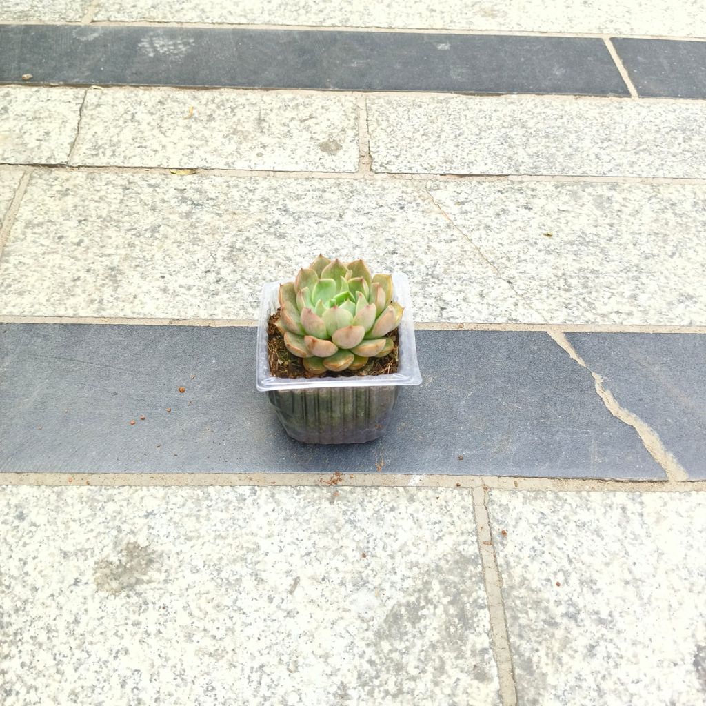 Buy Echeveria elegans Succulent in 3 inch Nursery Bag Online | Urvann.com Echeveria elegans Succulent in 3 inch Nursery Bag