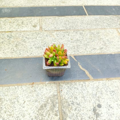 Buy Echeveria Red Succulent in 3 inch Nursery Bag Online | Urvann.com
