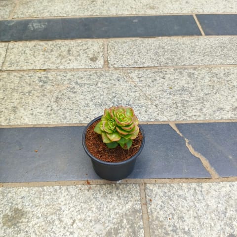 Sedeveria Rolly Succulent in 3 inch Nursery Pot