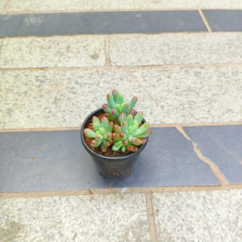 Jelly Bean Succulent in 3 inch Nursery Pot