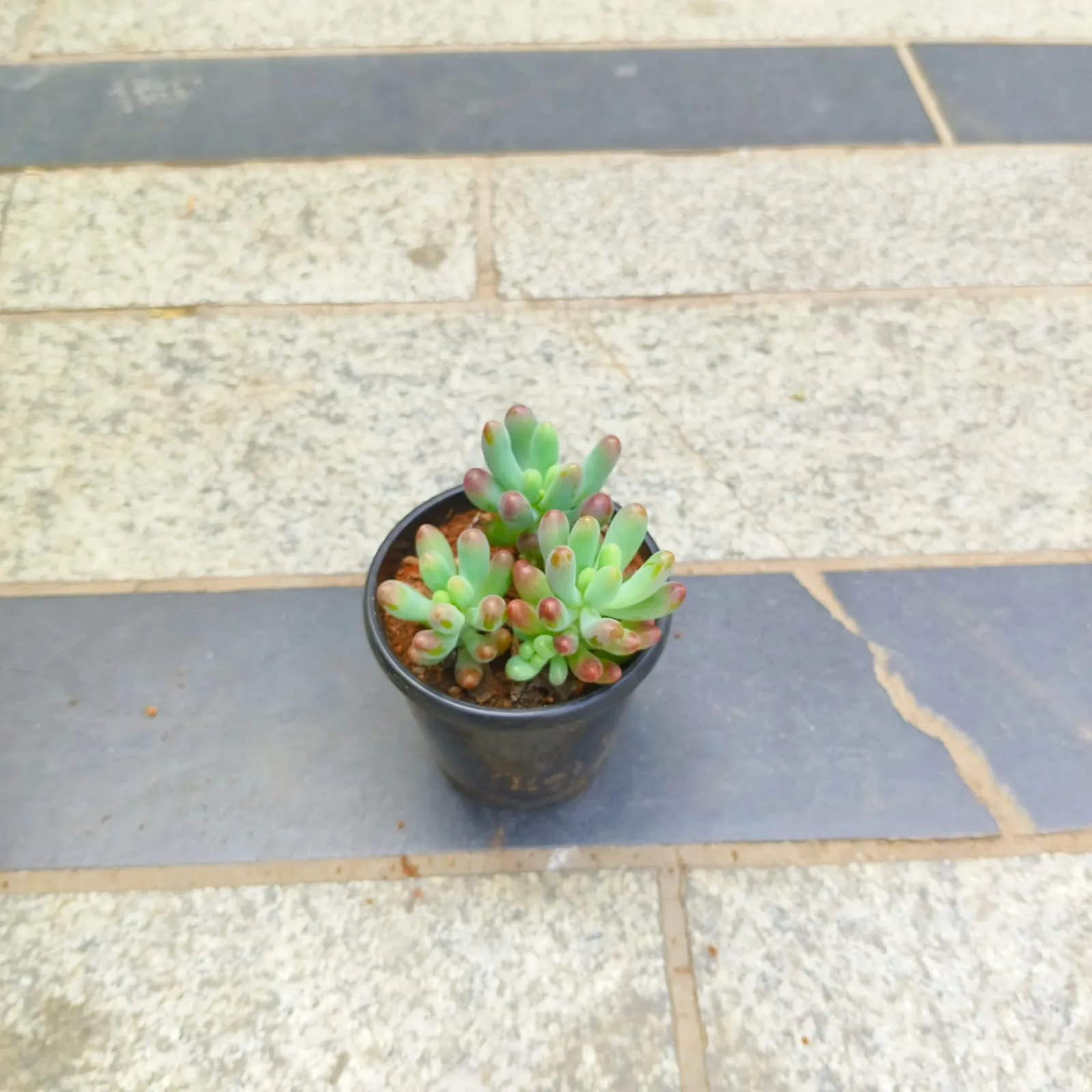 Jelly Bean Succulent in 3 inch Nursery Pot