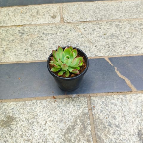 Echeveria elegans Red Tipped Succulent in 3 inch Nursery Pot