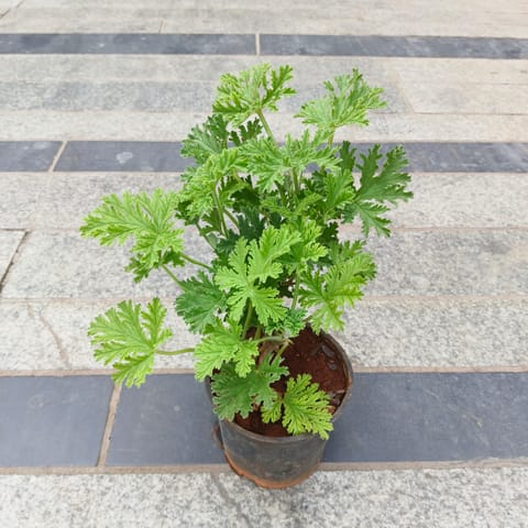 Panner Patra in 4 Inch Nursery Pot