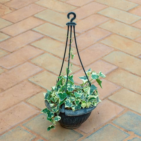English Ivy Succulent in 7 Inch Black Hanging Pot