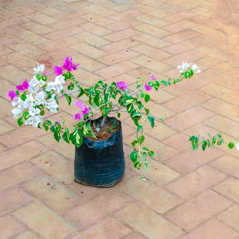 Bougainvillea (any colour) in 5 Inch Nursery Bag