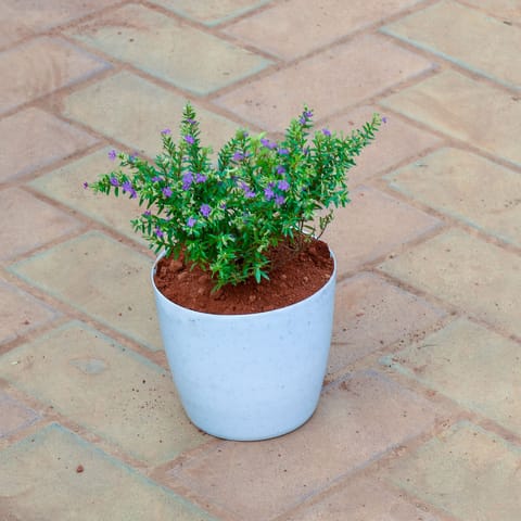Cuphea / False Heather in 6 Inch White Sphere Premium Plastic Pot