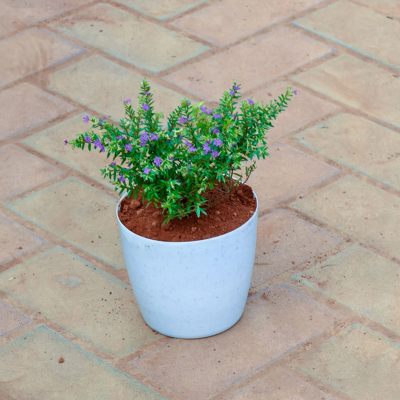 Cuphea / False Heather in 6 Inch White Sphere Premium Plastic Pot