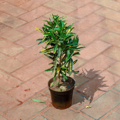 Croton Sunny Star in 4 Inch Live Fresh Plant Nursery Pot in Sector 76