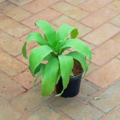 Buy Philodendron Golden Long Leaves in 4 Inch Nursery Pot Online | Urvann.com