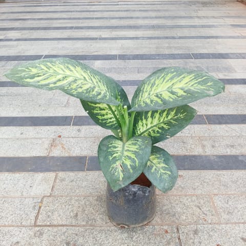 Dieffenbachia Seguine in 8 Inch Nursery Bag