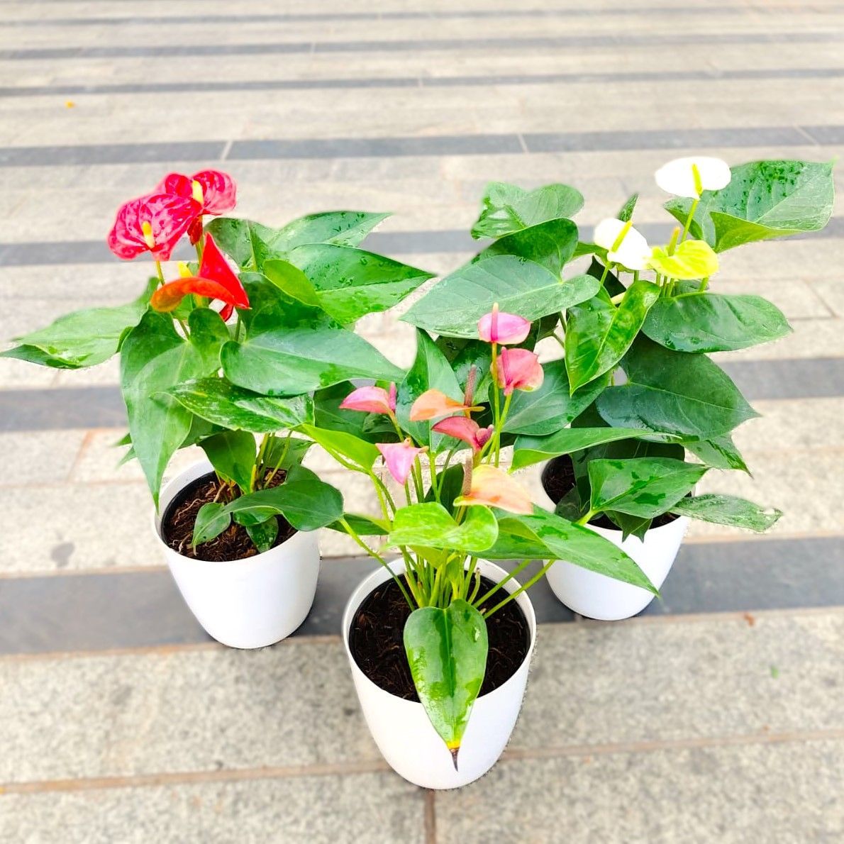 Set Of 3 - Anthurium (Red, Pink & White) in 6 Inch White Premium Plastic Pot