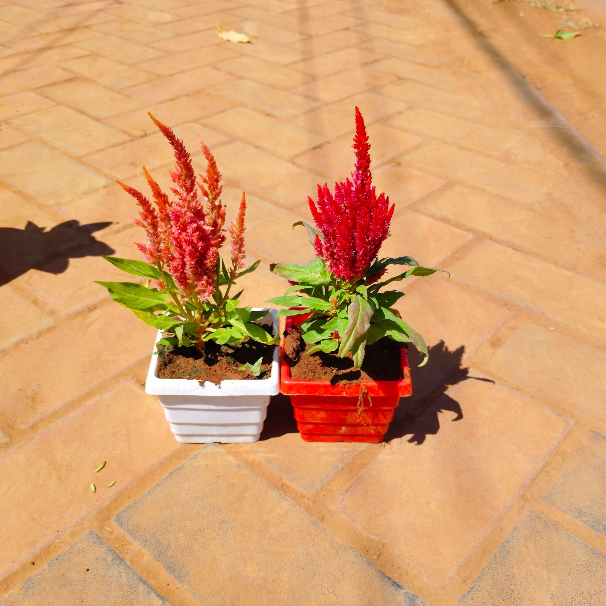 Set of 2 - Cockscomb (any colour) in 4 Inch Premium Orchid Square Plastic Pot (any colour)
