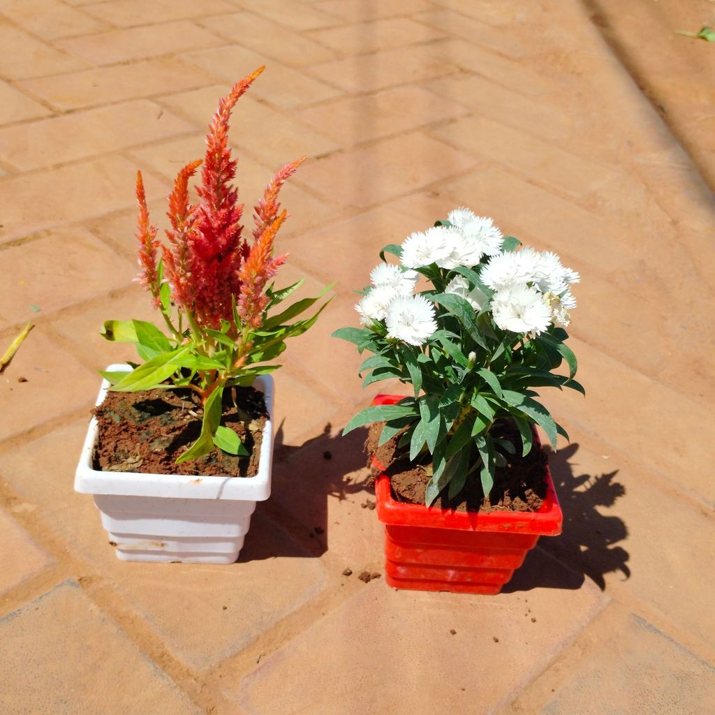 Buy Set of 2 - Cockscomb & Dianthus (any colour) in 4 Inch Premium Orchid Square Plastic Pot (any colour) Online | Urvann.com Set of 2 - Cockscomb & Dianthus (any colour) in 4 Inch Premium Orchid Square Plastic Pot (any colour)