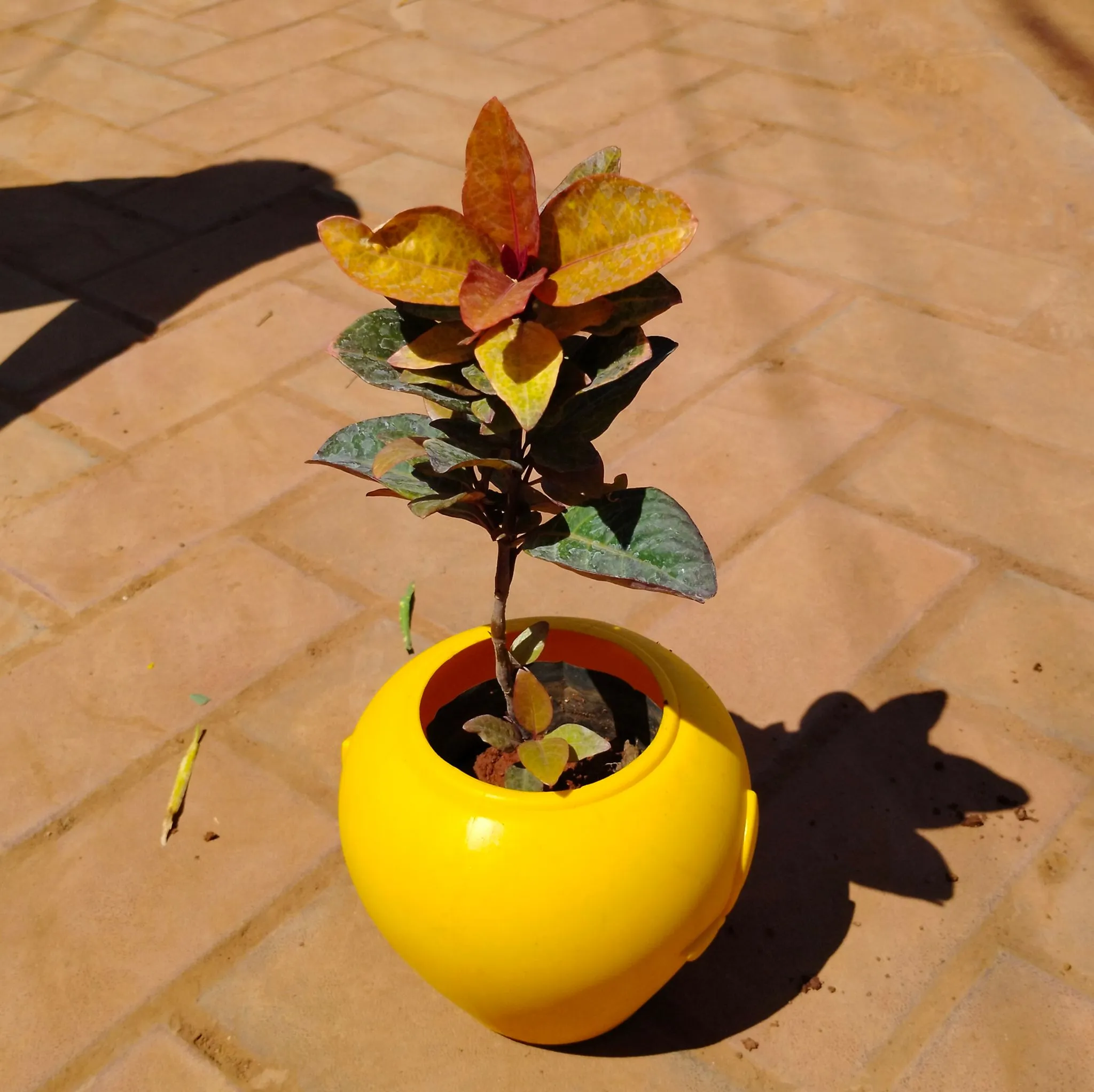 Acalpha in 7 Inch Yellow Premium Apple Leaf Plastic Pot