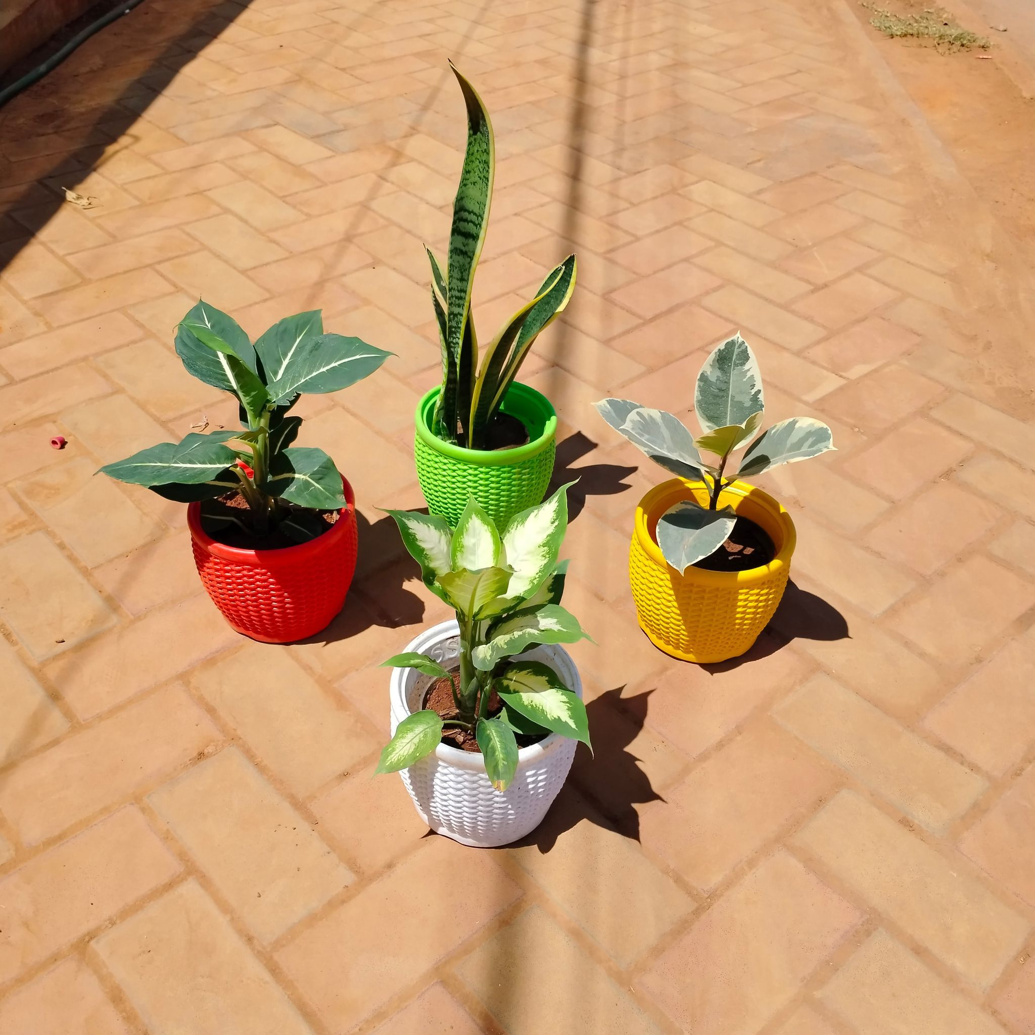 Set of 4 - Snake Golden Long, Rubber Vareigated White, Dieffenbachia White & Green in 8 Inch Premium Matt Classic Plastic Pot (any colour)