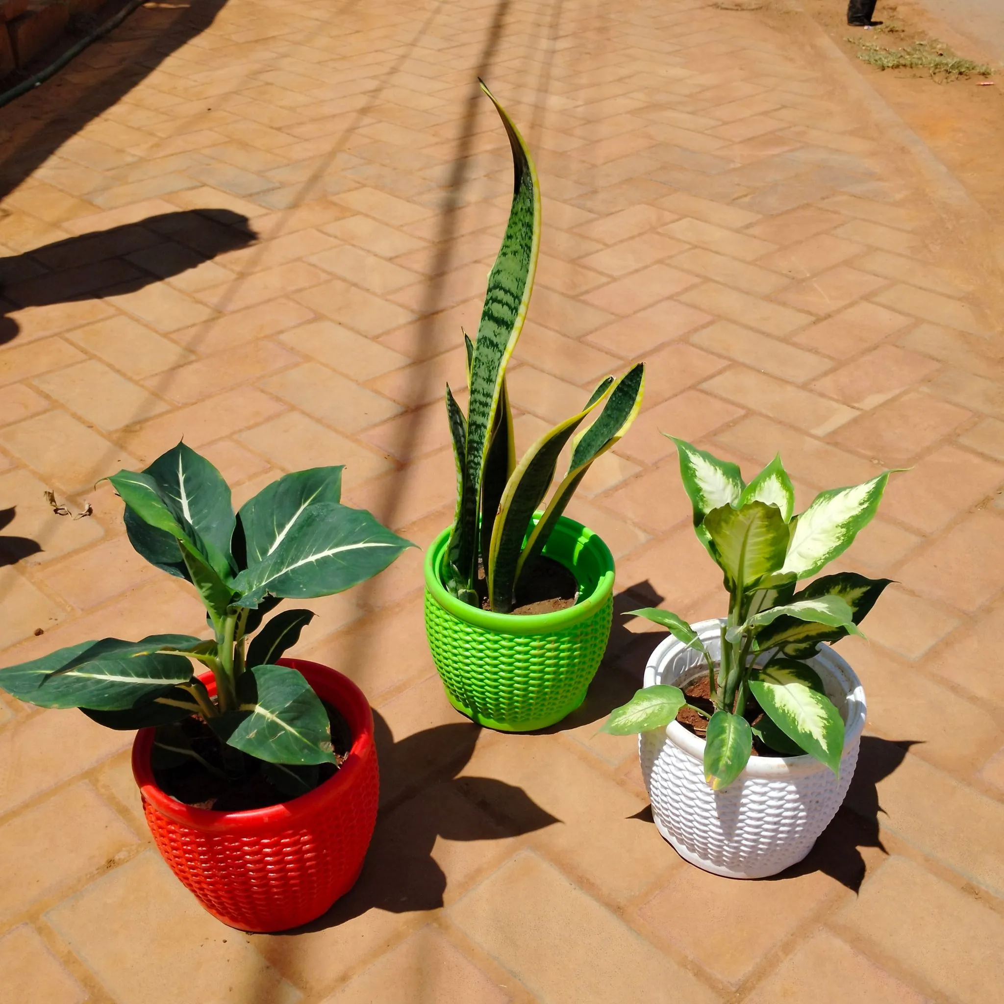 Set of 3 - Snake Golden Long, Dieffenbachia White & Green in 8 Inch Premium Matt Classic Plastic Pot (any colour)