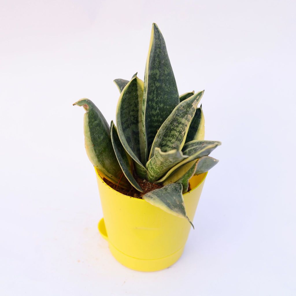 Buy Snake Yellow in 4 Inch Yellow Florence Self Watering Pot Online | Urvann.com Snake Vareigated in 4 Inch Vareigated Florence Self Watering Pot