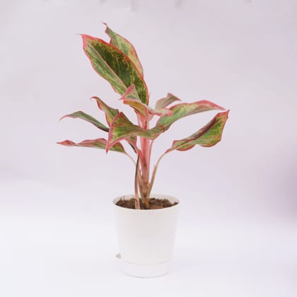 Buy Aglaonema Lipstick in 4 Inch White Florence Self Watering Pot Online | Urvann.com