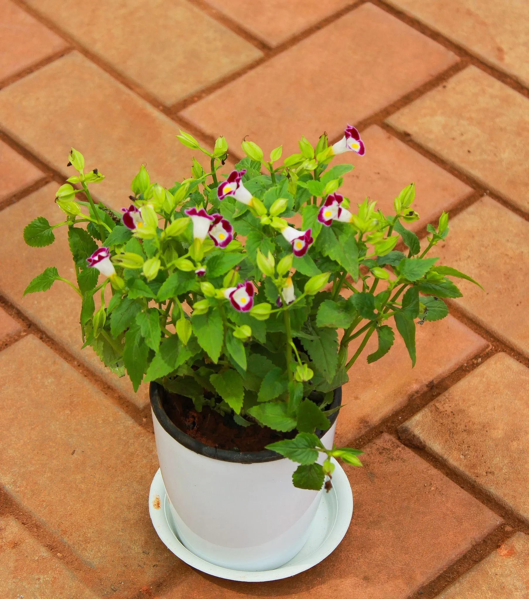 Wishbone / Torenia Pink in 5 Inch White Premium Sphere Plastic Pot With Tray
