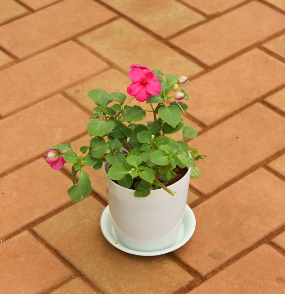 Buy Impatient Balsamina Pink in 5 Inch White Sphere Premium Pot With Tray Online | Urvann.com Impatient Balsamina Pink in 5 Inch White Sphere Premium Pot With Tray