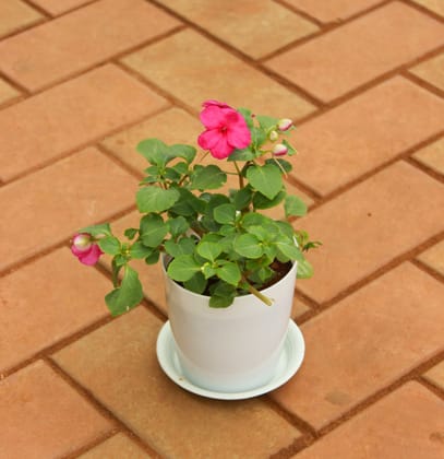 Buy  Impatient Balsamina Pink in 5 Inch White Sphere Premium Pot With Tray Online | Urvann.com