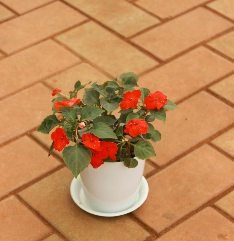 Buy Impatient Balsamina Red in 5 Inch White Sphere Premium Pot With Tray Online | Urvann.com Impatient Balsamina Red in 5 Inch White Sphere Premium Pot With Tray