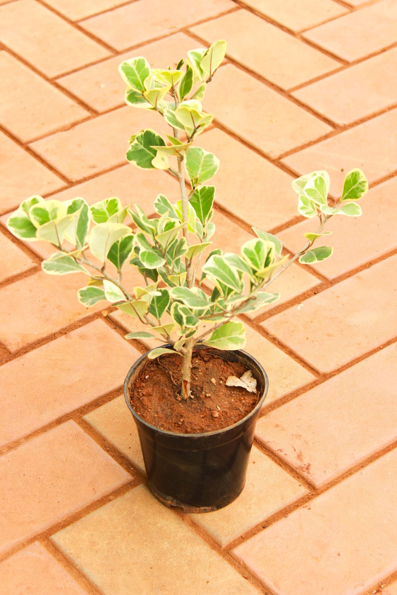 Ficus Star Light in 5 Inch Nursery Pot