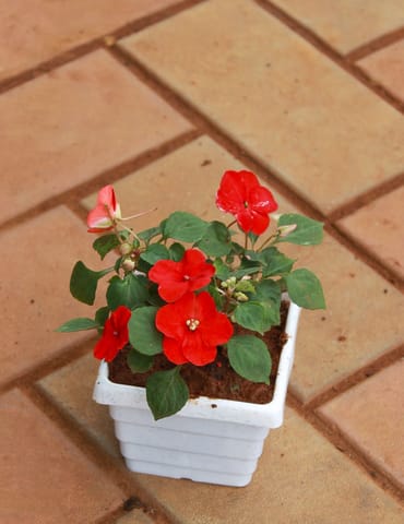 Impatient Balsamina Red in 4 Inch White Premium Square Plastic Pot ( Any Colour)