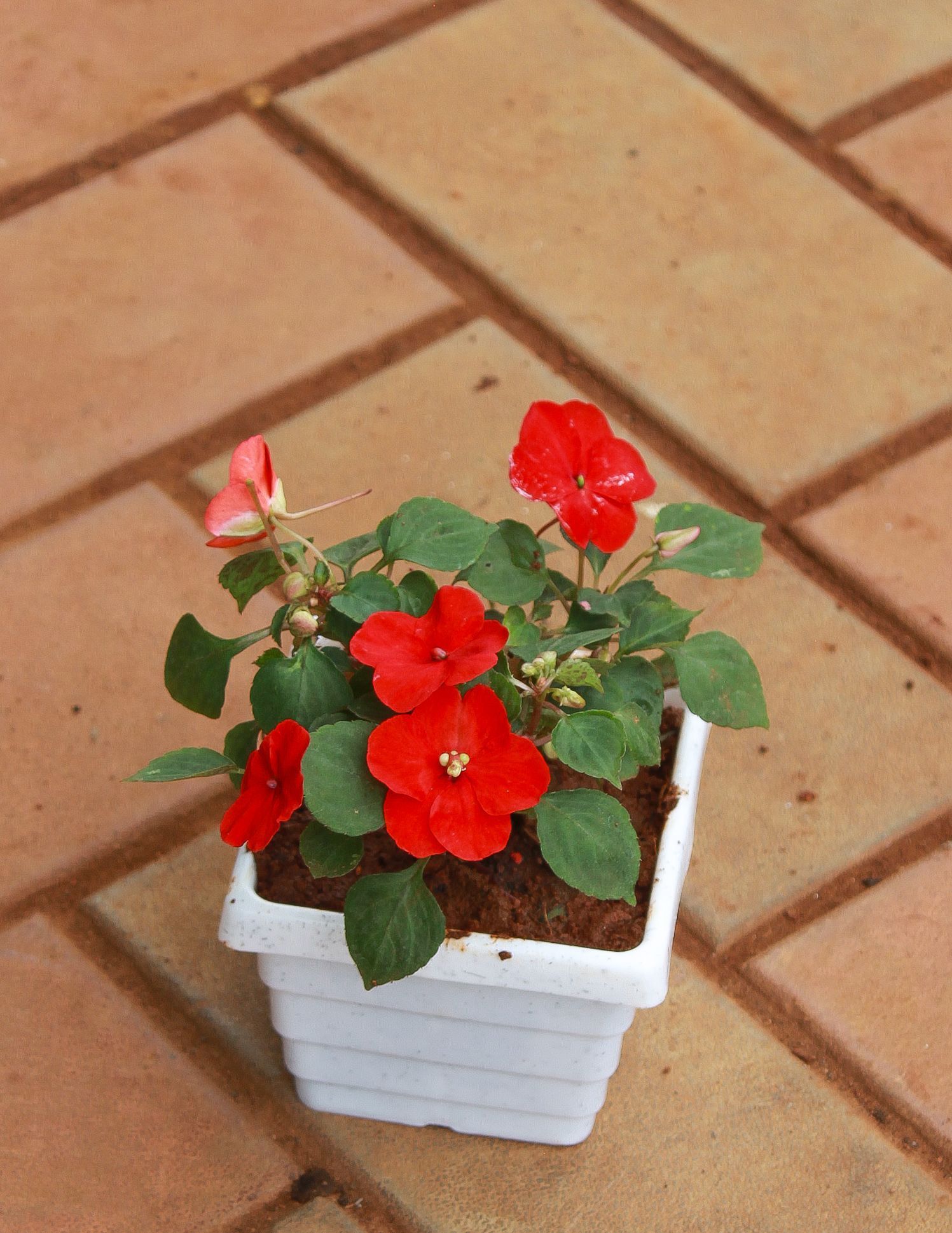 Impatient Balsamina Red in 4 Inch White Premium Square Plastic Pot ( Any Colour)
