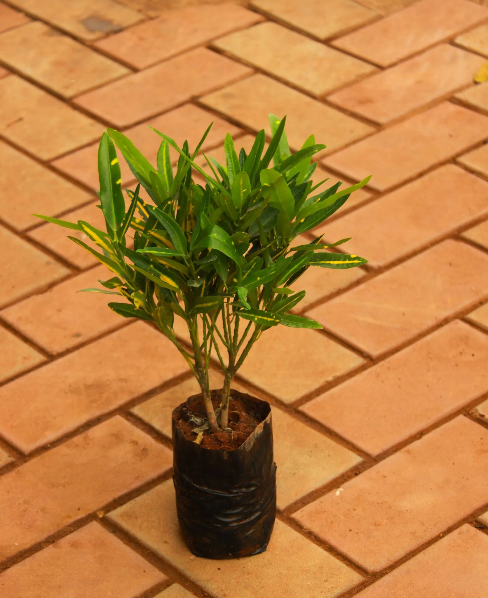 Croton Sunny Star in 4 Inch Nursery Bag