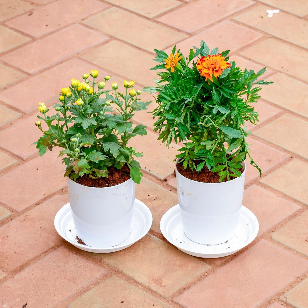 Set of 2 - Chrysanthemum Yellow & Marigold Orange) in 5 Inch White Premium Sphere Plastic Pot with Tray