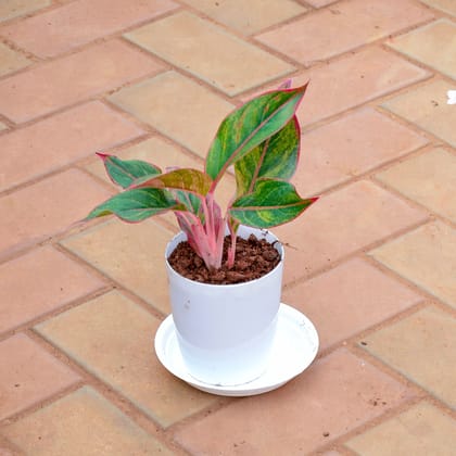 Buy Aglaonema Lipstick in 5 Inch White Premium Sphere Plastic Pot with Tray Online | Urvann.com