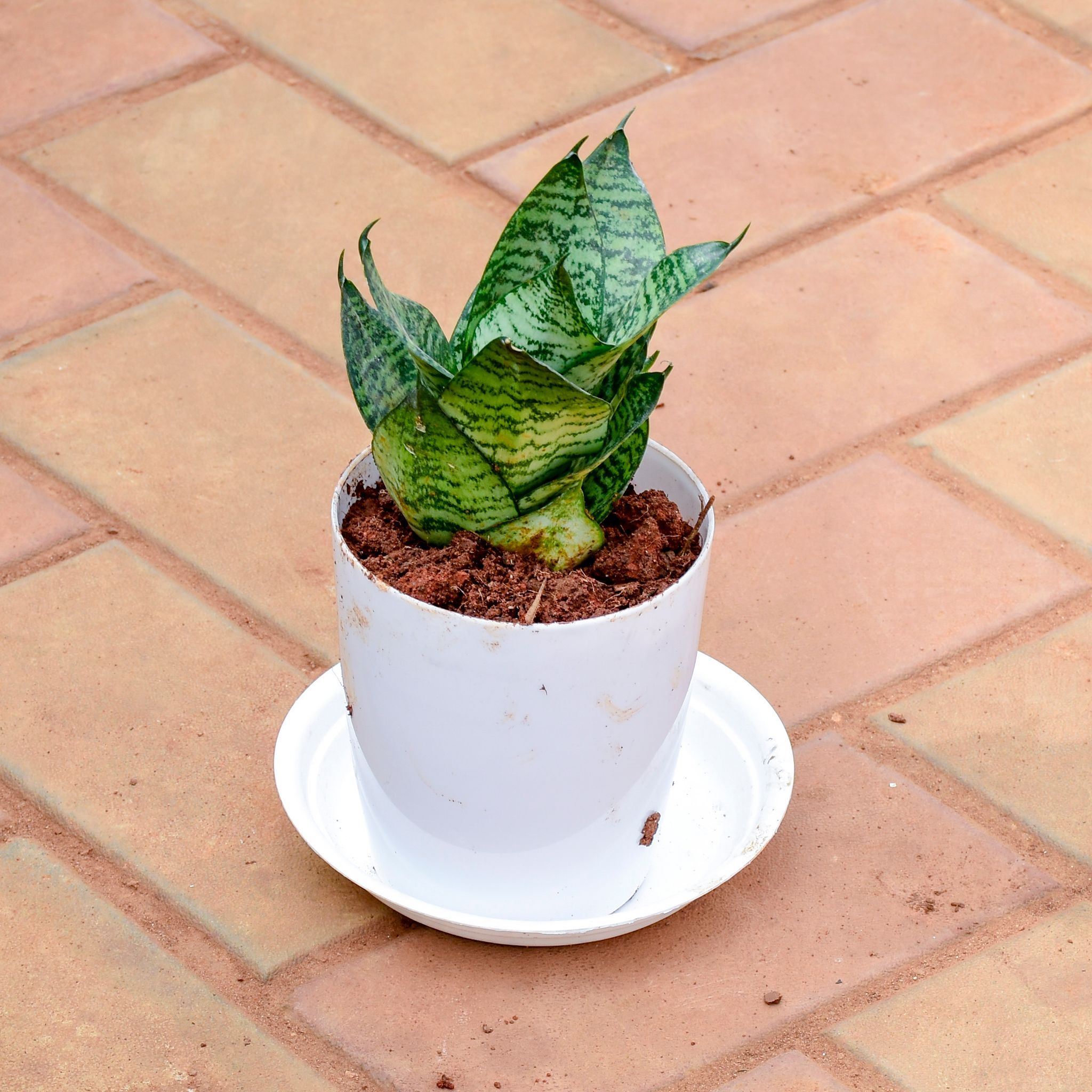 Snake Dwarf Green in 5 Inch White Premium Sphere Plastic Pot with Tray - Best Low Maintenance Indoor Plant