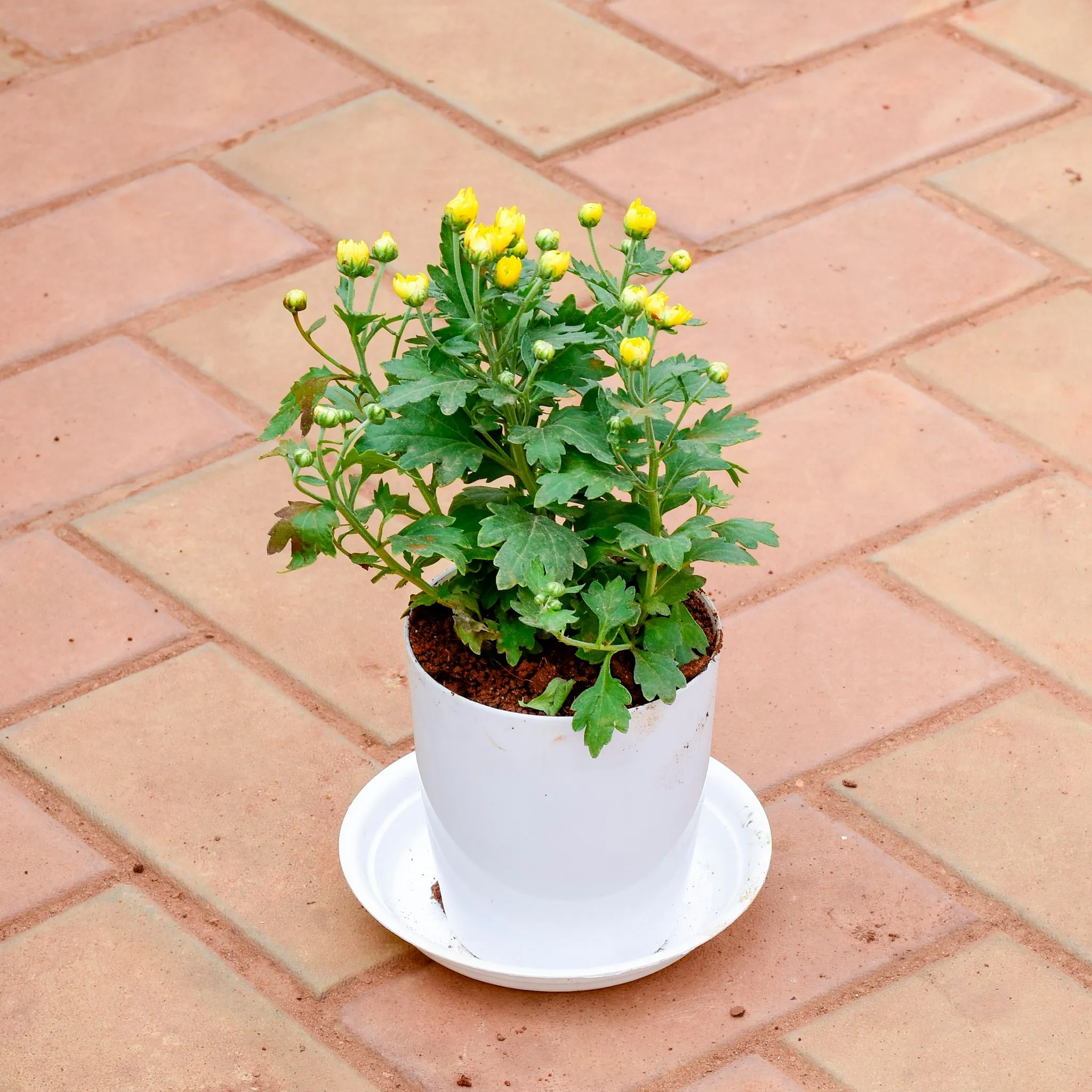 Chrysanthemum Yellow in 5 Inch White Premium Sphere Plastic Pot with Tray