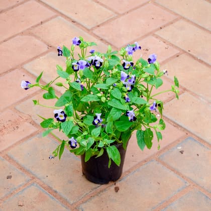 Buy Wishbone / Torenia Blue in 4 Inch Nursery Pot Online | Urvann.com