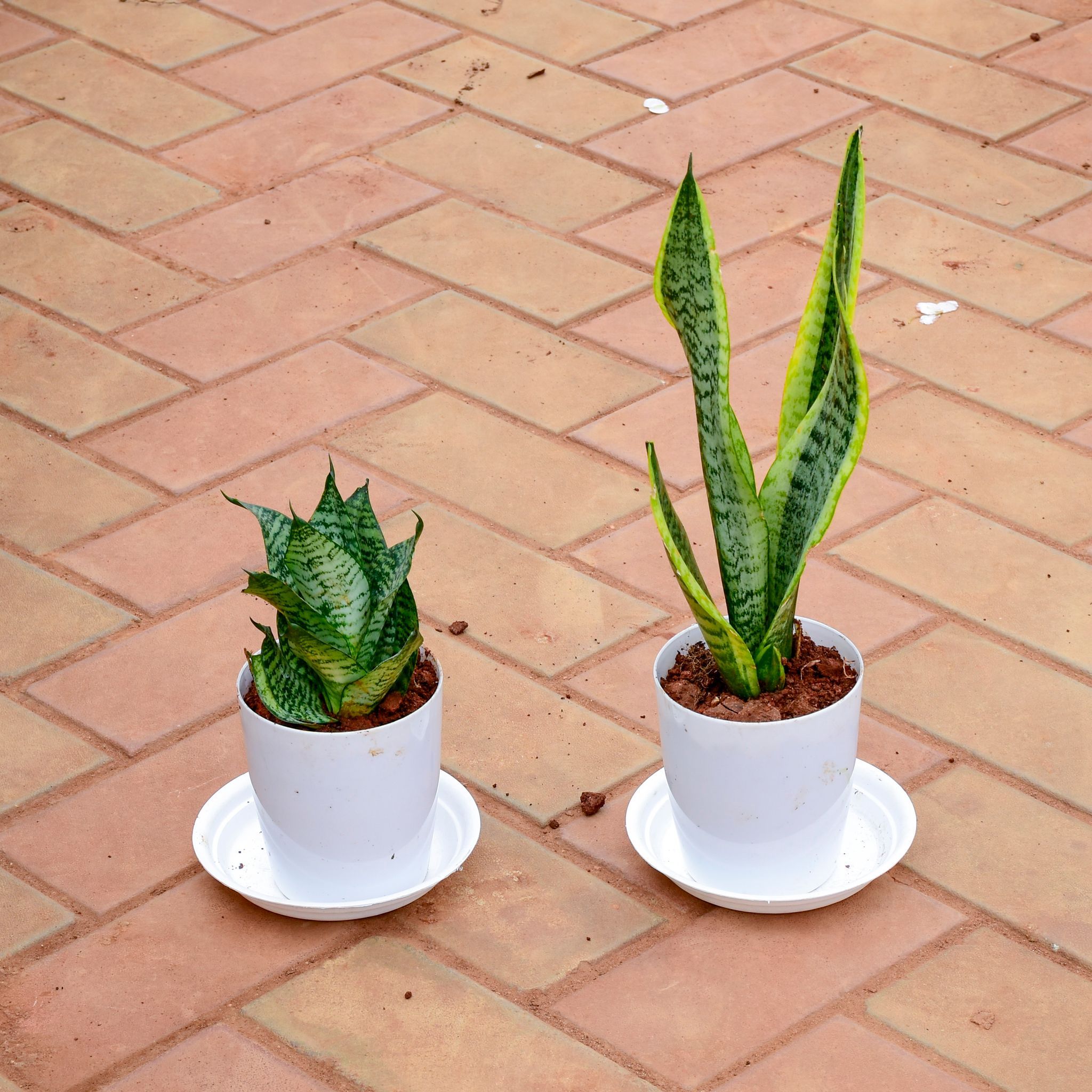 Set of 2 - Snake (Dwarf Green & Long) in 5 Inch White Premium Sphere Plastic Pot with Tray