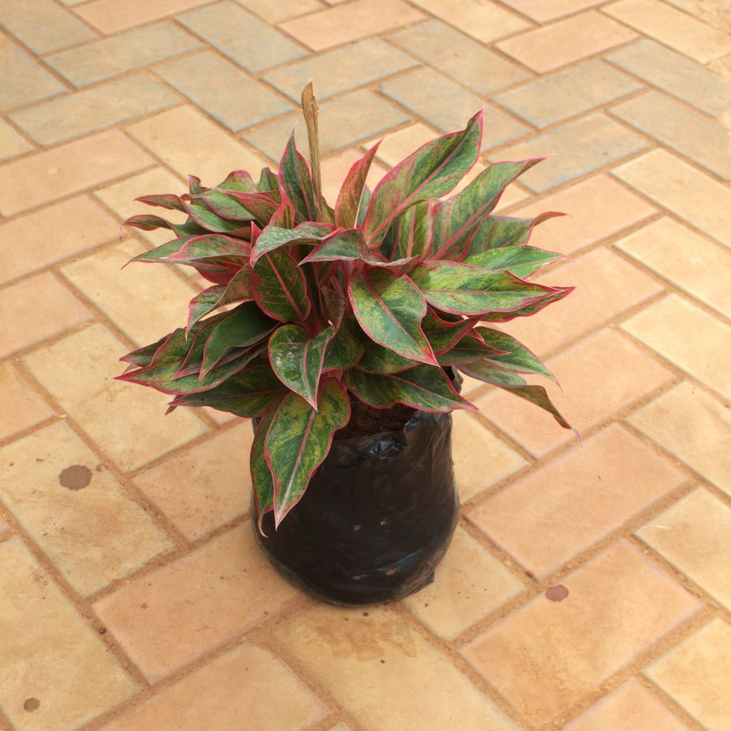 Buy Aglaonema Lipstick in 8 Inch Nursery Bag Online | Urvann.com Aglaonema Lipstick in 8 Inch Nursery Bag