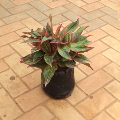 Buy Aglaonema Lipstick in 8 Inch Nursery Bag Online | Urvann.com