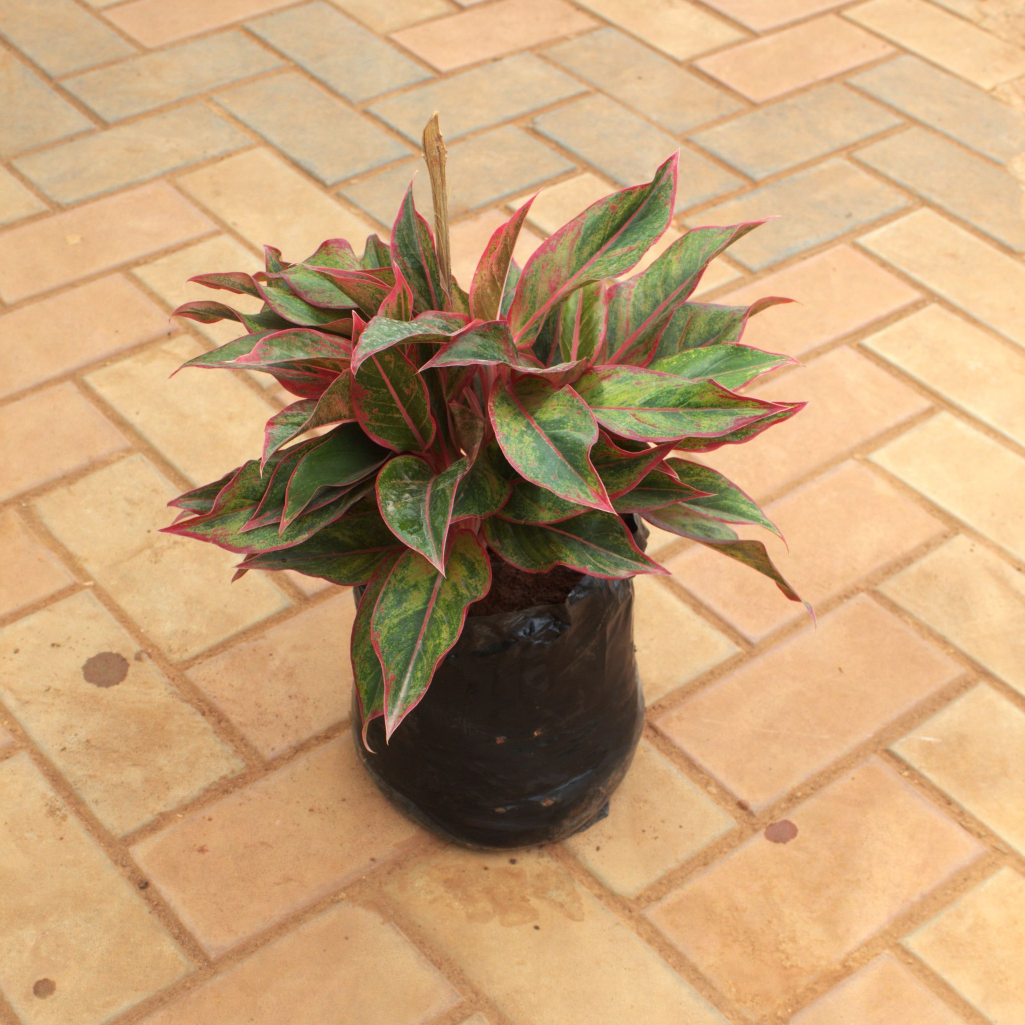 Aglaonema Lipstick in 8 Inch Nursery Bag