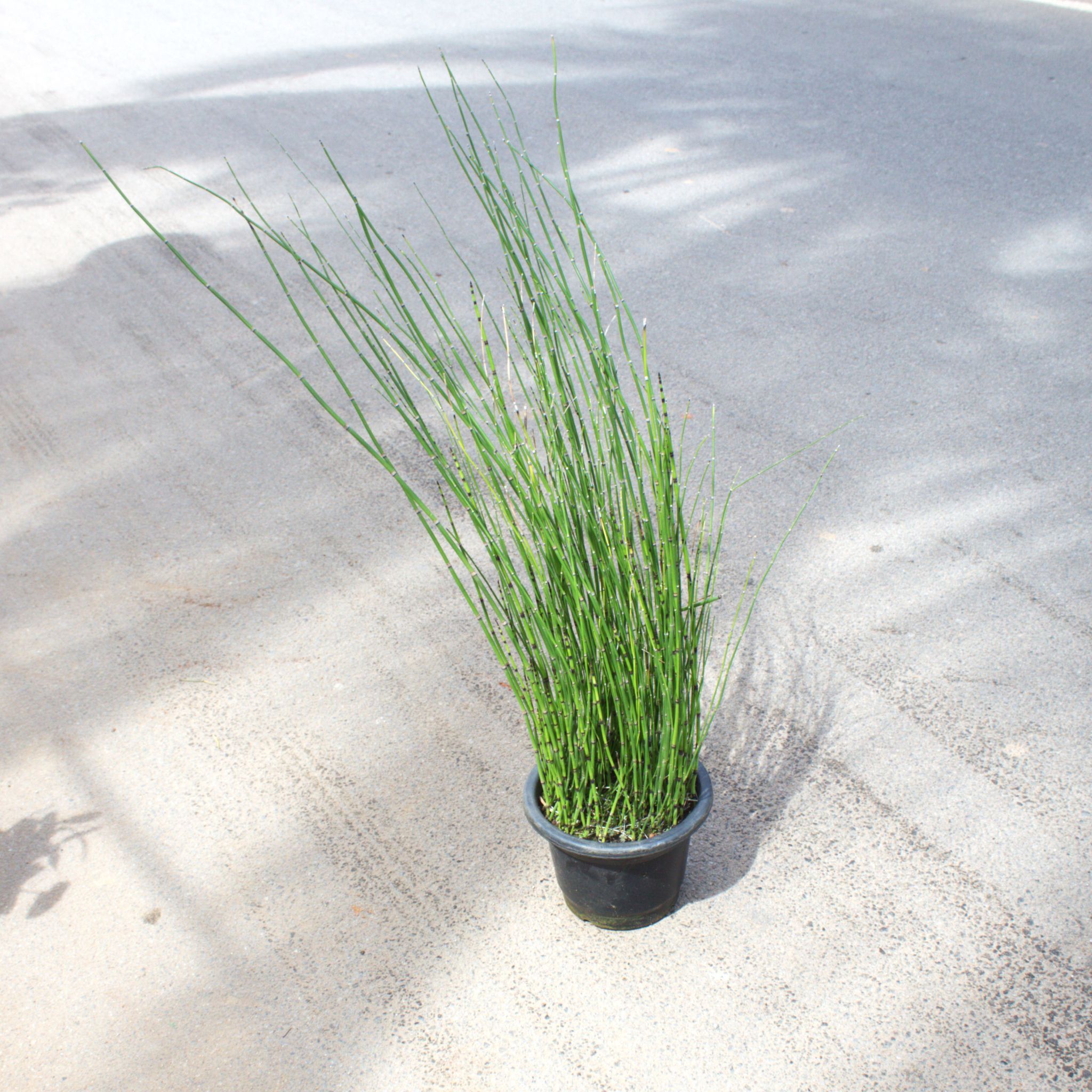 Water Bamboo in 8 Inch Nursery Pot