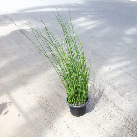 Water Bamboo in 8 Inch Nursery Pot