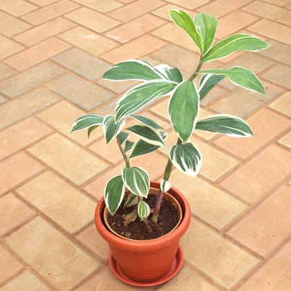 Buy Costus Arabicus Variegated in 7 Inch Terracotta Red Classy Plastic Pot Online | Urvann.com