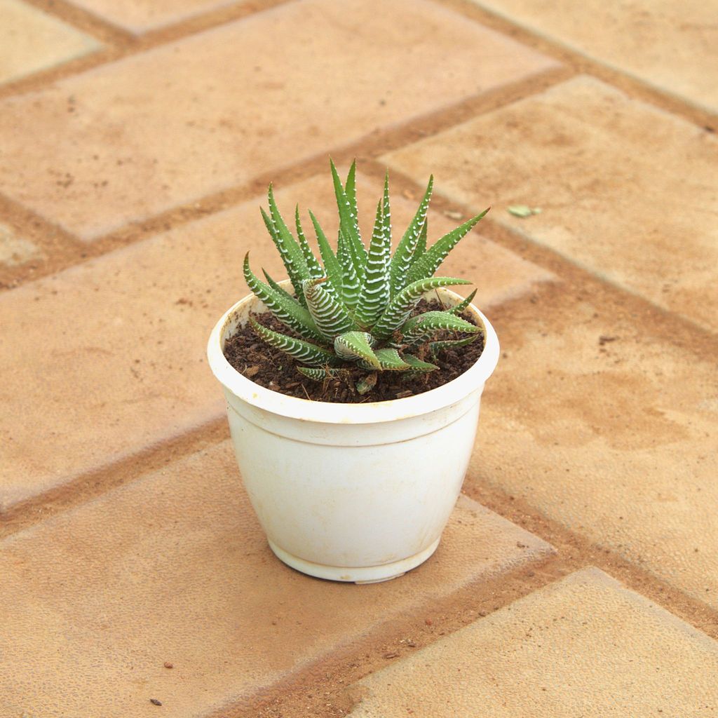 Buy Fasciated Haworthia Green Succulent in 3 Inch Nursery Pot Online | Urvann.com Fasciated Haworthia Green Succulent in 3 Inch Nursery Pot
